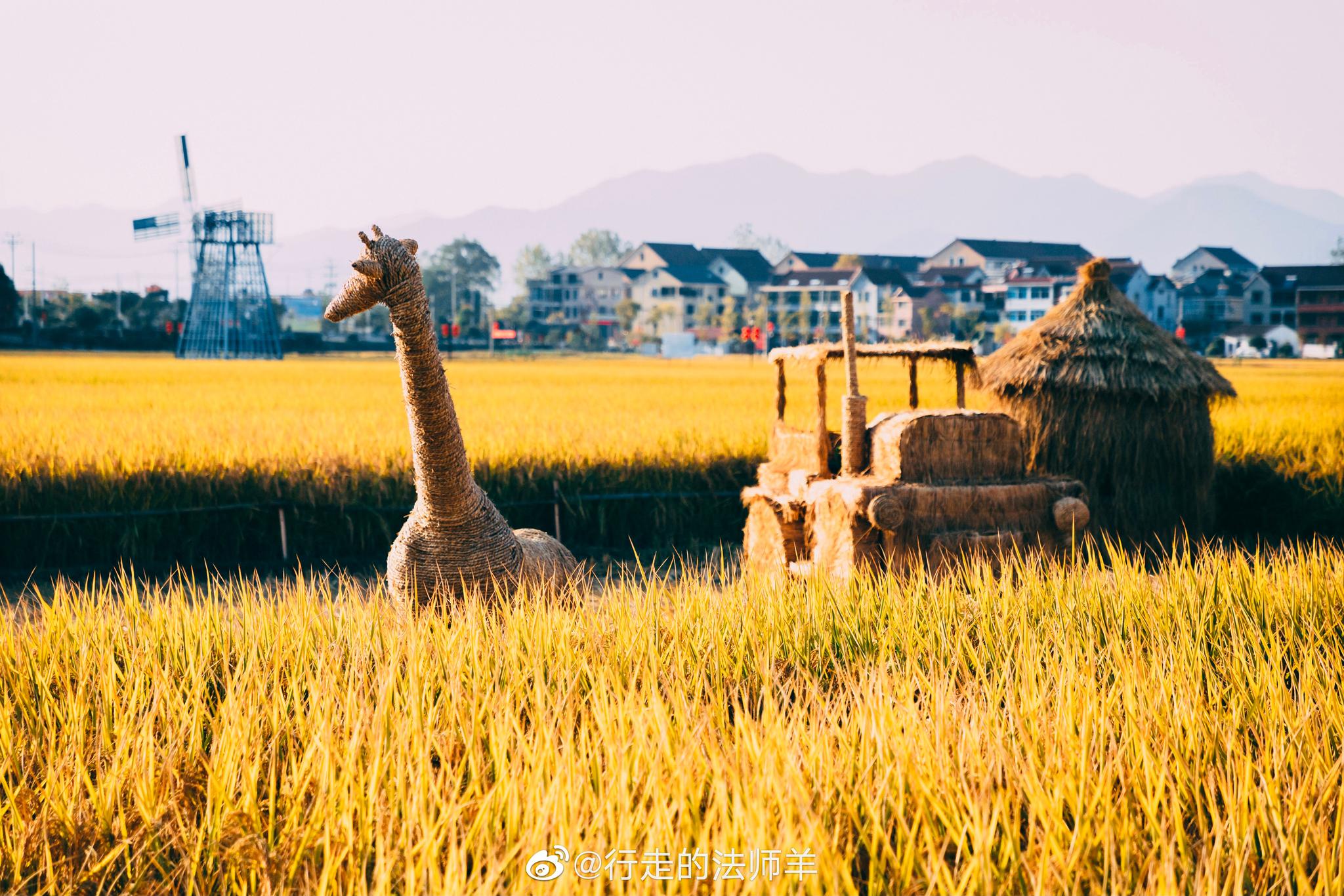 杭州看麦田麦的新去处田富阳的稻香渔山滨水小镇