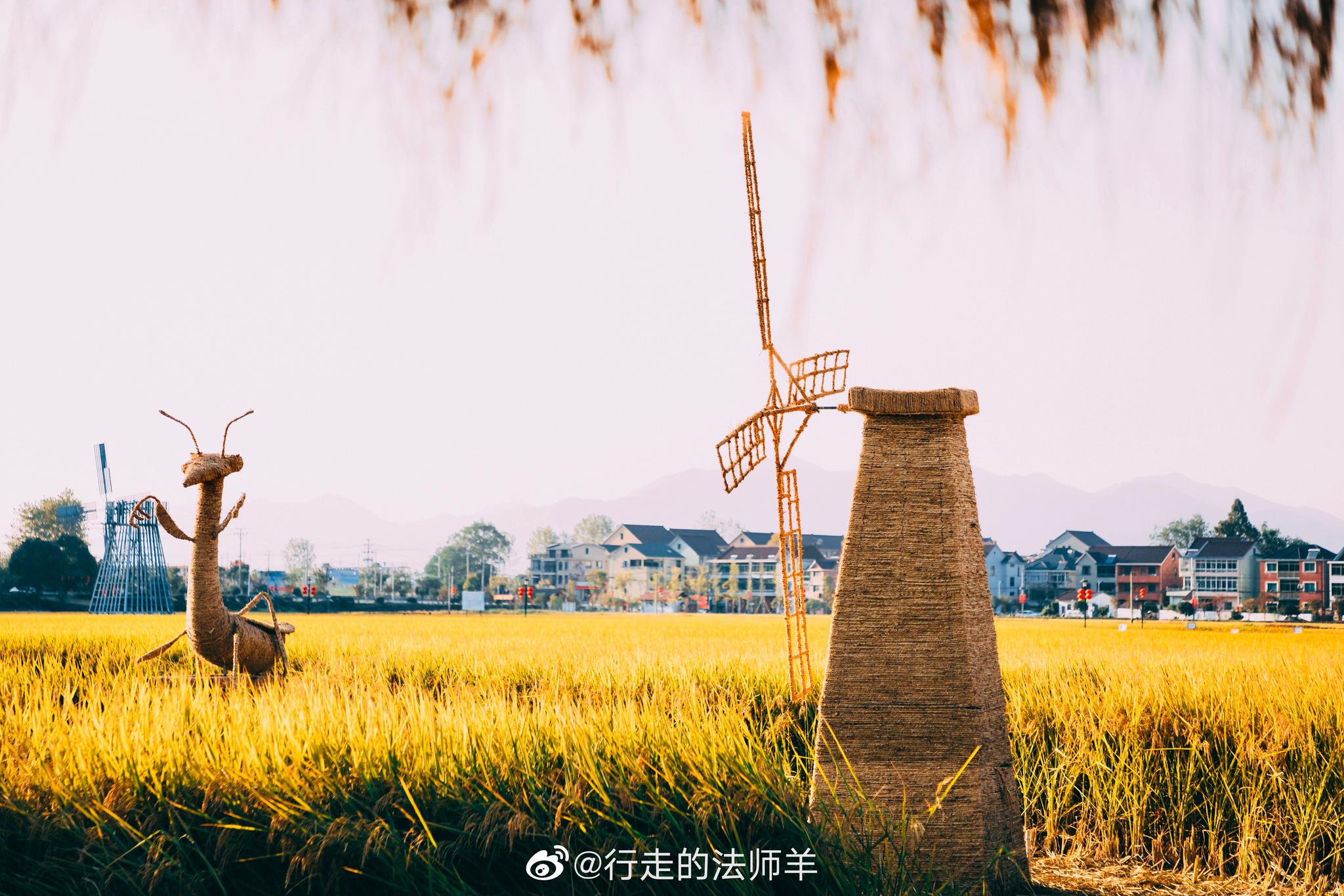 杭州看麦田麦的新去处田富阳的稻香渔山滨水小镇