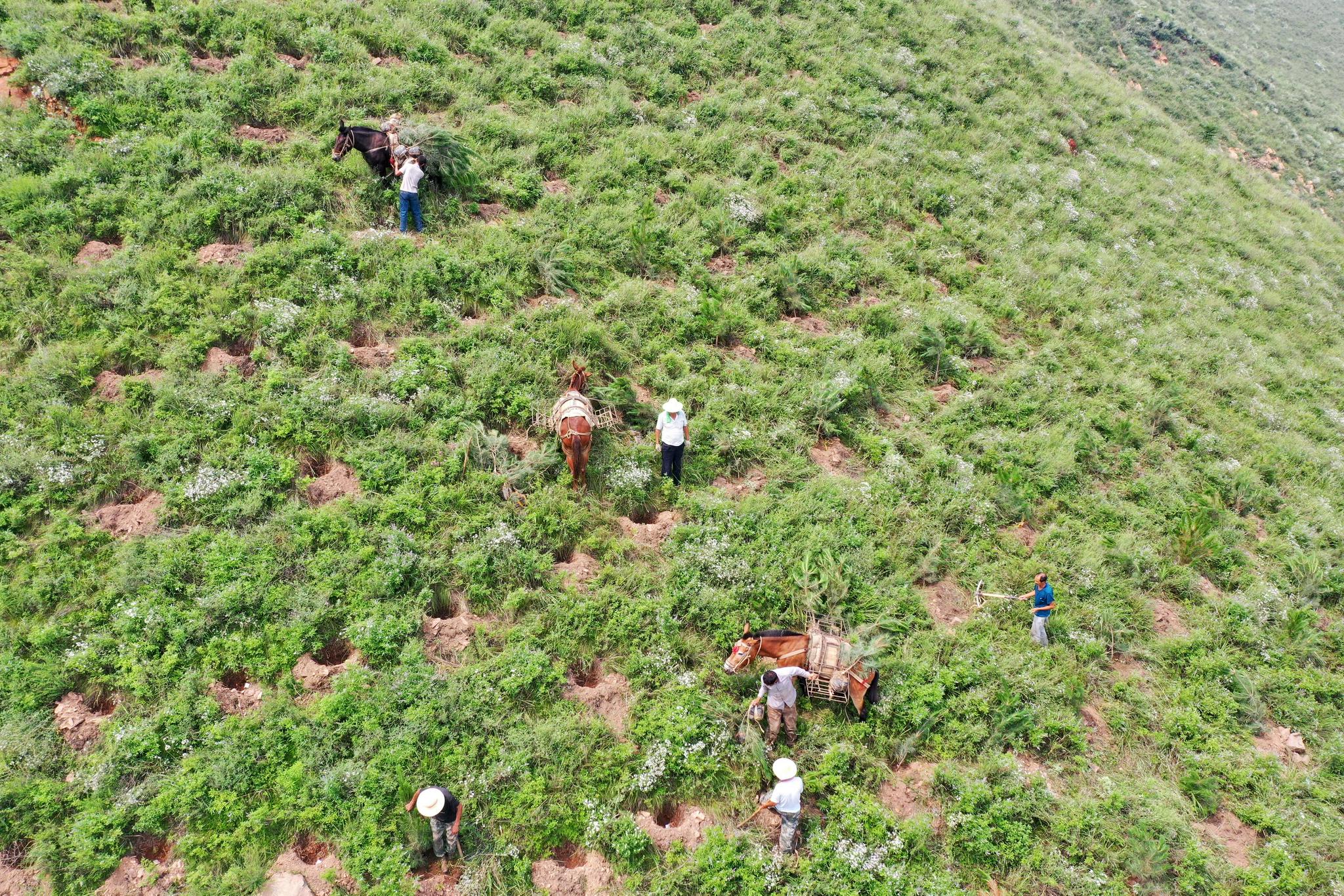 (环境)河北滦州:雨季造林忙