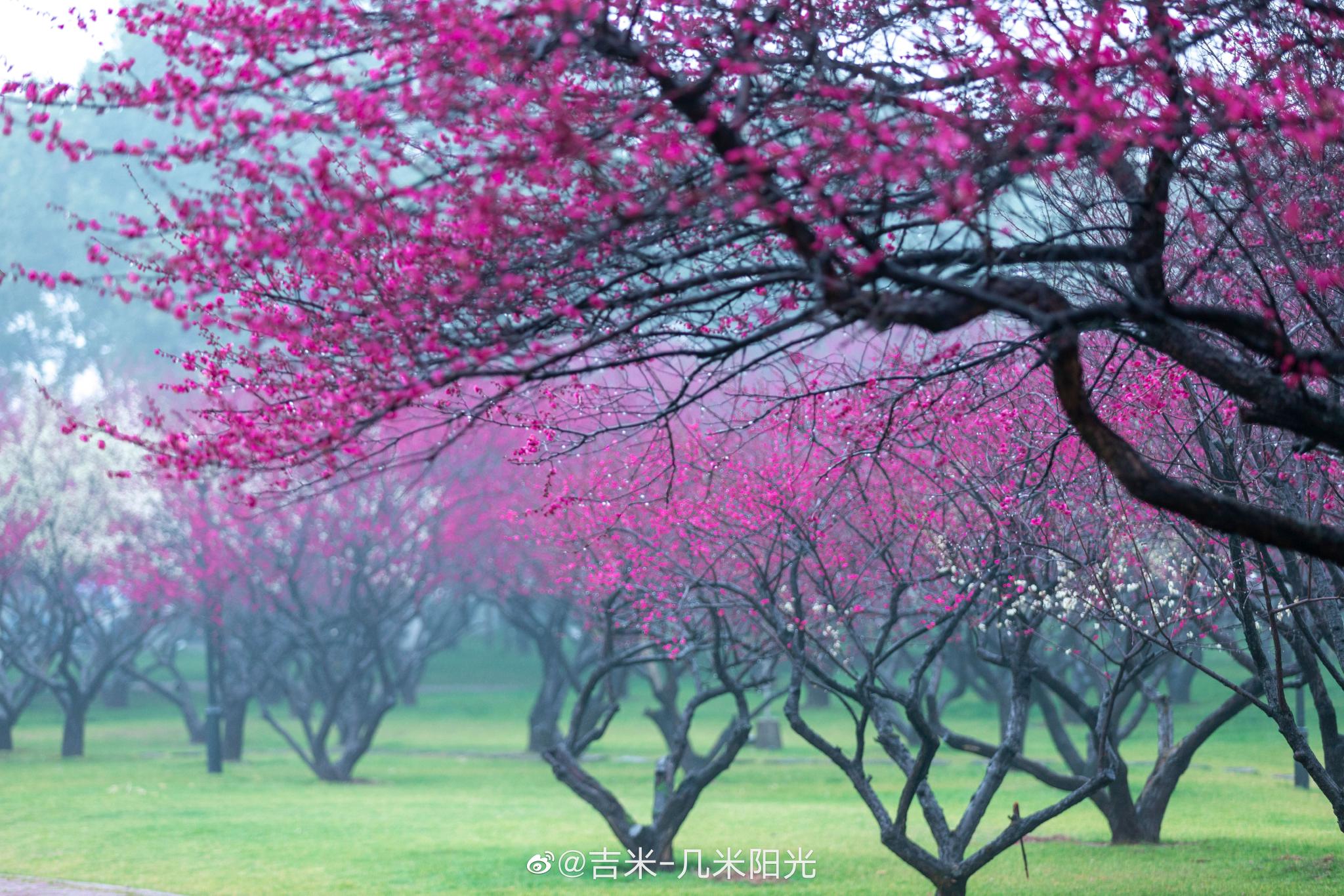 橘子洲头梅花图片