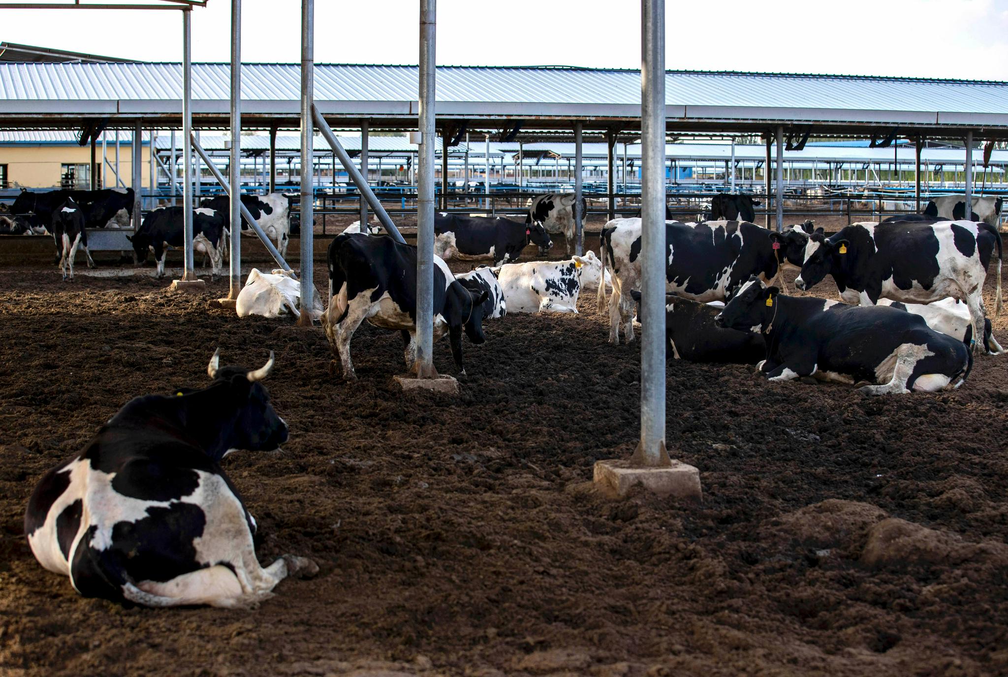 这是9月8日拍摄的宁夏灵武市郝家桥镇沙江村奶牛养殖基地(无人机照片)
