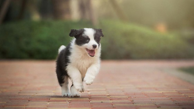 如果你想养牧羊犬有6个理由让你放弃来看看吧