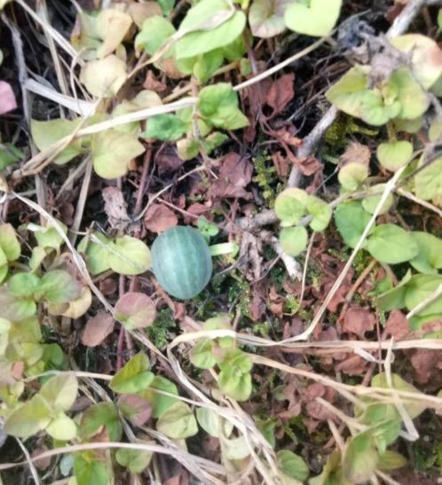 男子野外发现小西瓜，想摘下一口吃掉，看到西瓜背面不淡定了休闲区蓝鸢梦想 - Www.slyday.coM