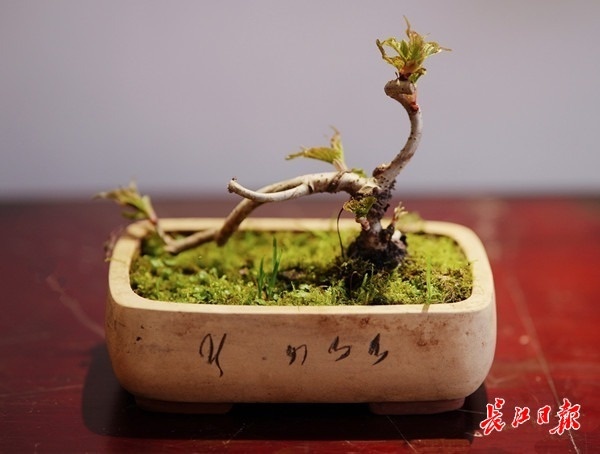 方寸间姿态万千樱花盆栽绽放东湖樱花园