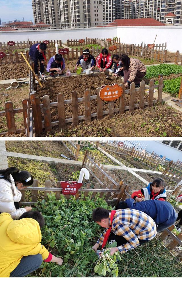 合肥市翡翠学校双减之后屋顶农场更显生机