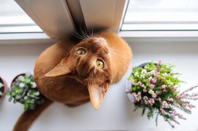 世界上最稀有的6种猫咪颜色 金渐层 银渐层排不上号 猫 金吉拉 猫咪 新浪新闻 世界上最稀有的6种猫咪颜色 金渐层 银渐层排不上号 猫 金吉拉 猫咪 新浪新闻