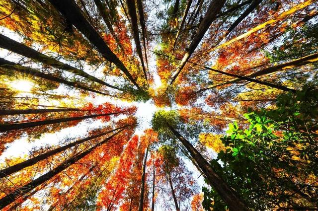 肇庆绝美“冬装”惊艳上线！错过了，就得再等一年……休闲区蓝鸢梦想 - Www.slyday.coM