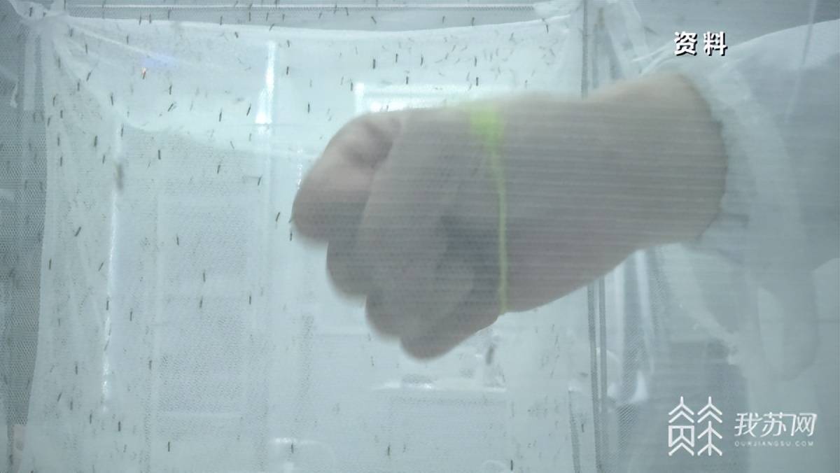 蚊子包越大毒性越大？关于蚊子的科普请查收休闲区蓝鸢梦想 - Www.slyday.coM