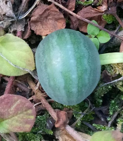 男子野外发现小西瓜，想摘下一口吃掉，看到西瓜背面不淡定了休闲区蓝鸢梦想 - Www.slyday.coM