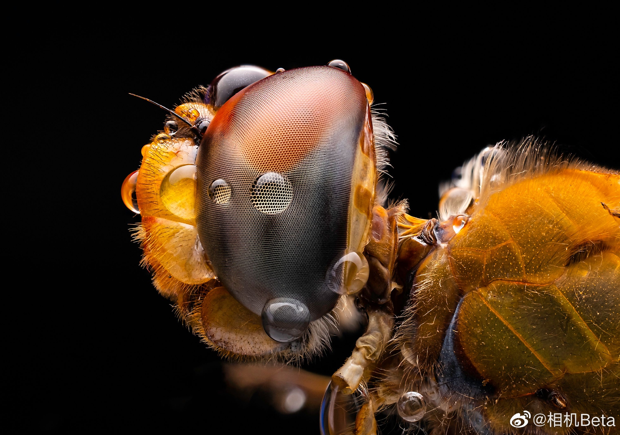 XF30mmF2 8 Macro xf30mmf2-8-macro