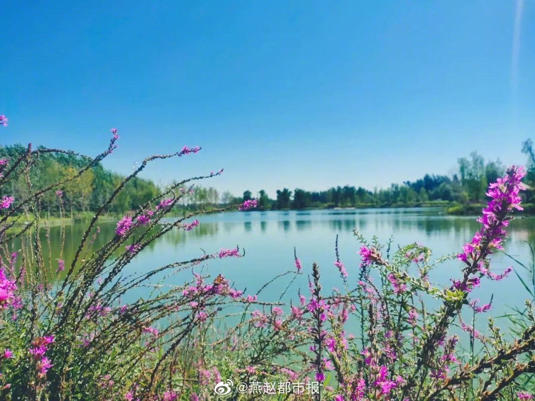 雄安乡村美景入画来|雄安|雄县|柏油路_新浪新闻