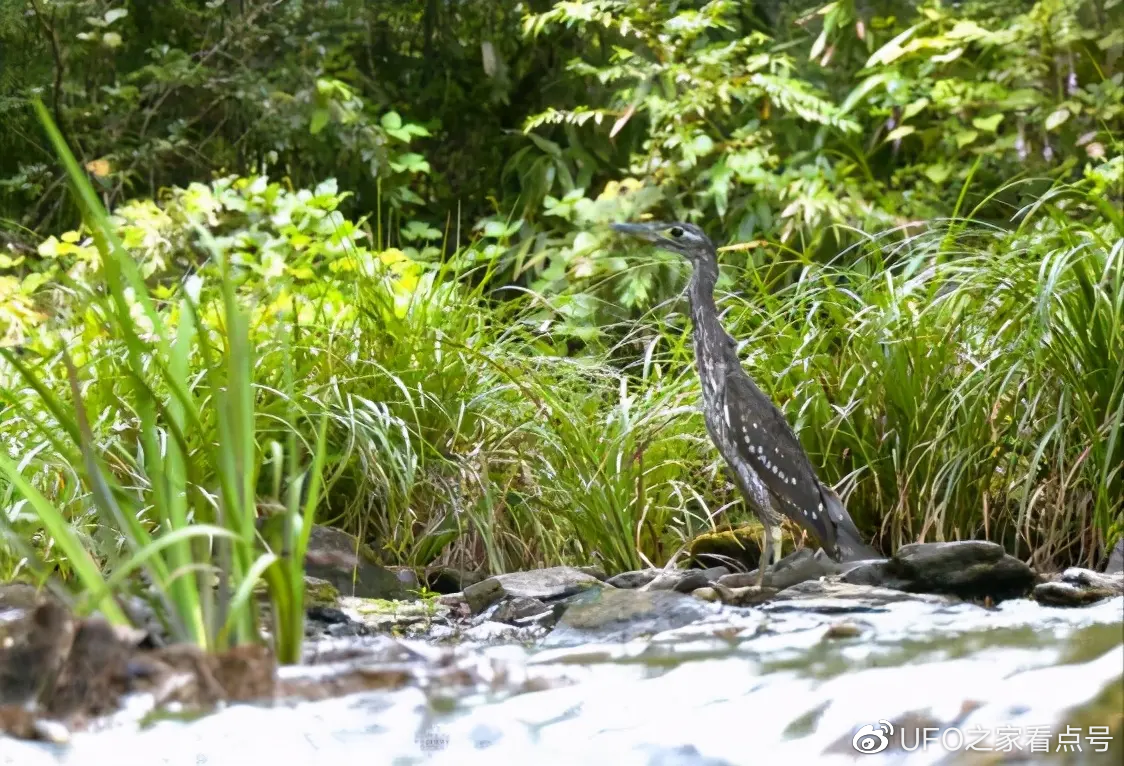 世界上最神秘的鸟现身!比大熊猫还稀有,不足1000只,全都在我国休闲区蓝鸢梦想 - Www.slyday.coM 世界上最神秘的鸟现身!比大熊猫还稀有,不足1000只,全都在我国休闲区蓝鸢梦想 - Www.slyday.coM
