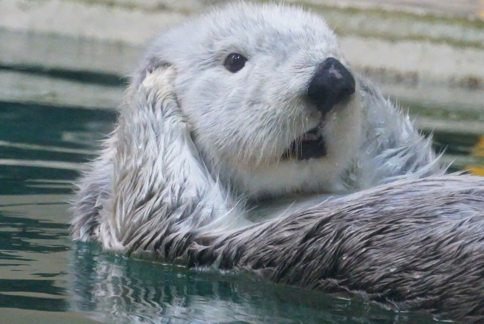 鸟羽水族馆的海獭小天使,表情真的太可爱了__财经头条