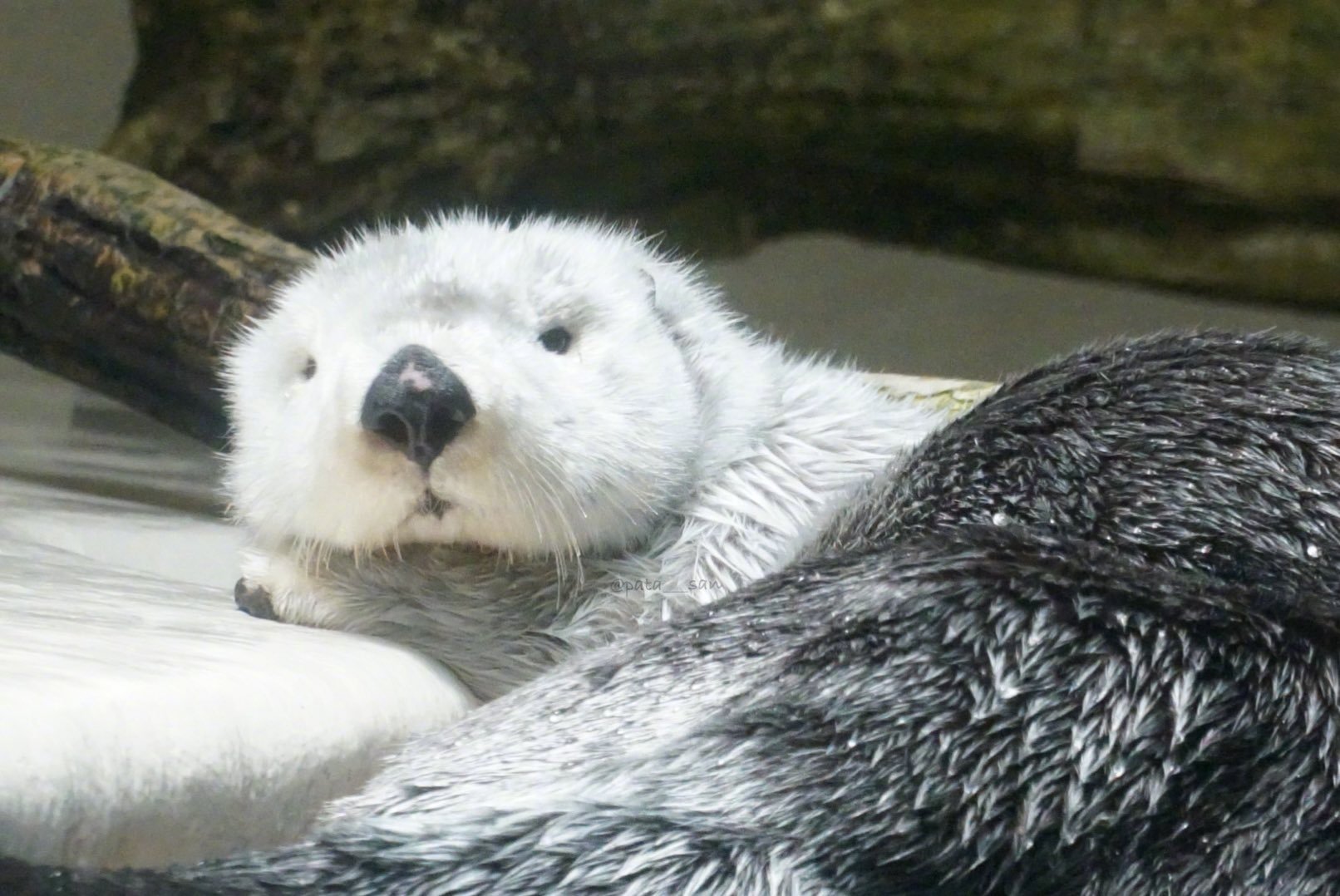 鸟羽水族馆的海獭小天使,表情真的太可爱了__财经头条