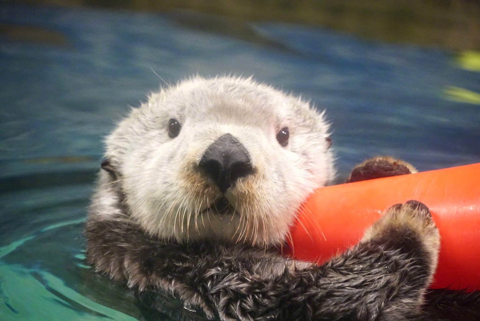鸟羽水族馆的海獭小天使,表情真的太可爱了__财经头条