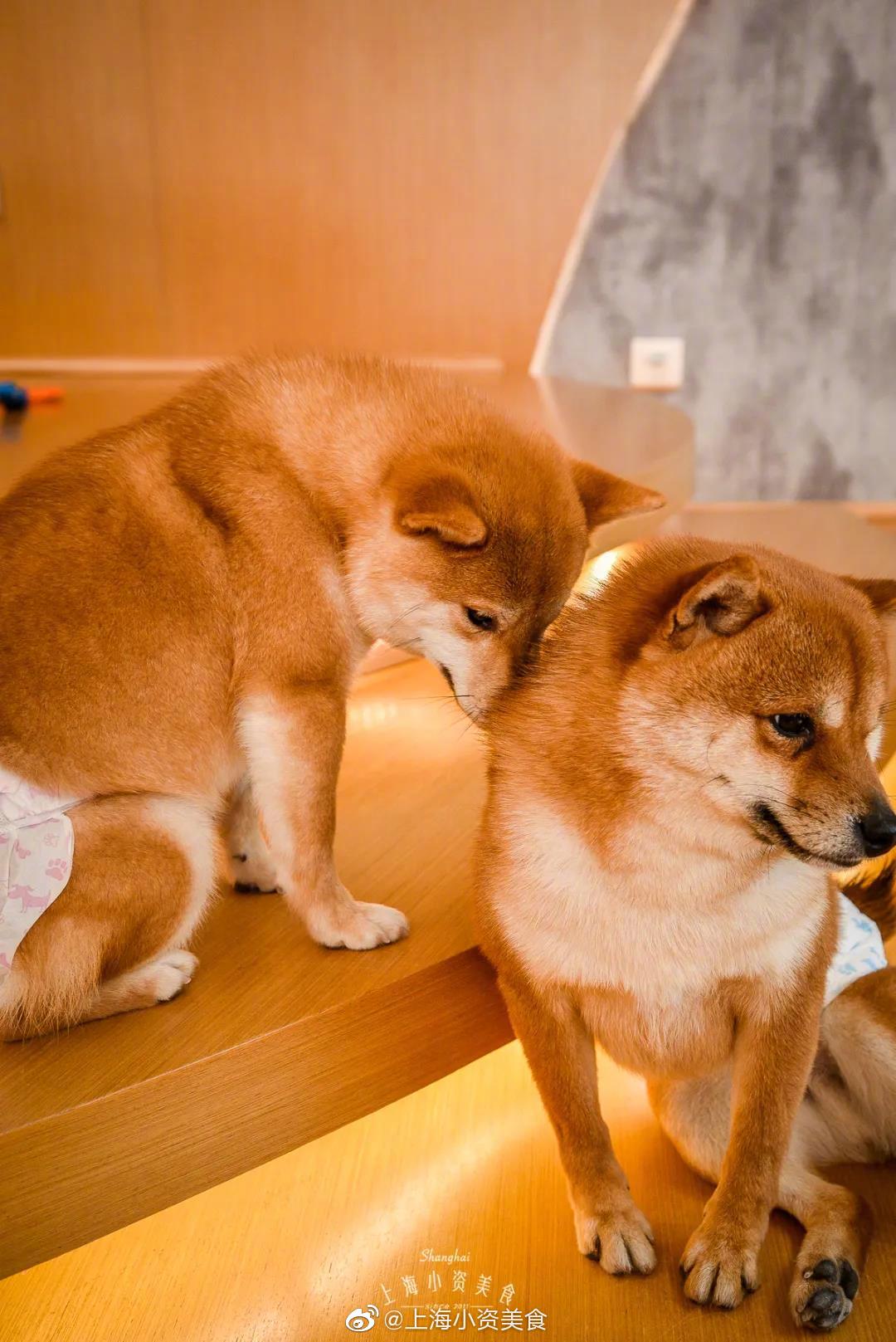 超治愈柴犬咖啡馆 5折rua狗太幸福 超治愈柴犬咖啡馆 5折rua狗太幸福