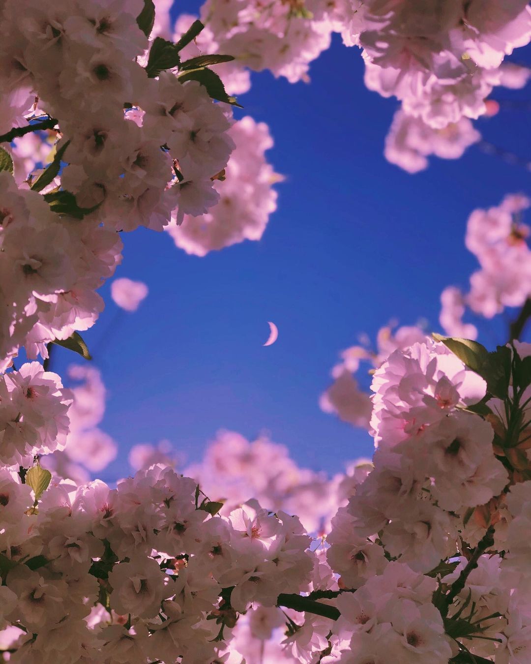 花与月的相望 sophia ahamed