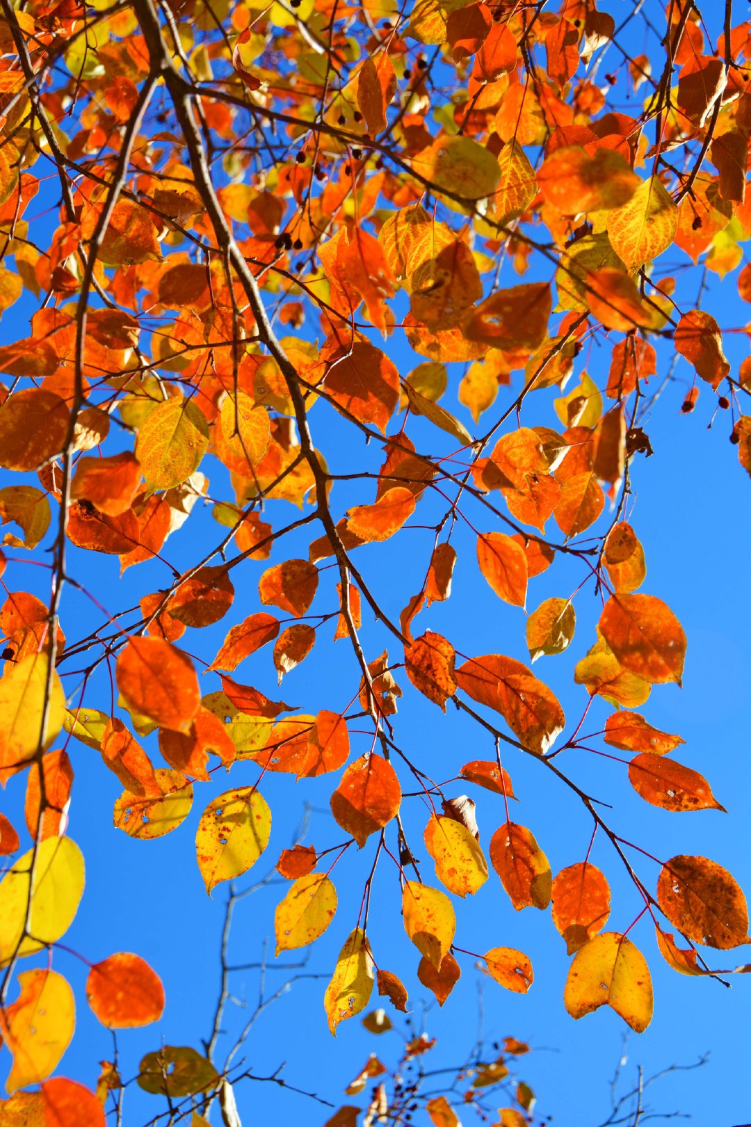 秋天的山丁子树叶,原创拍摄_新浪新闻