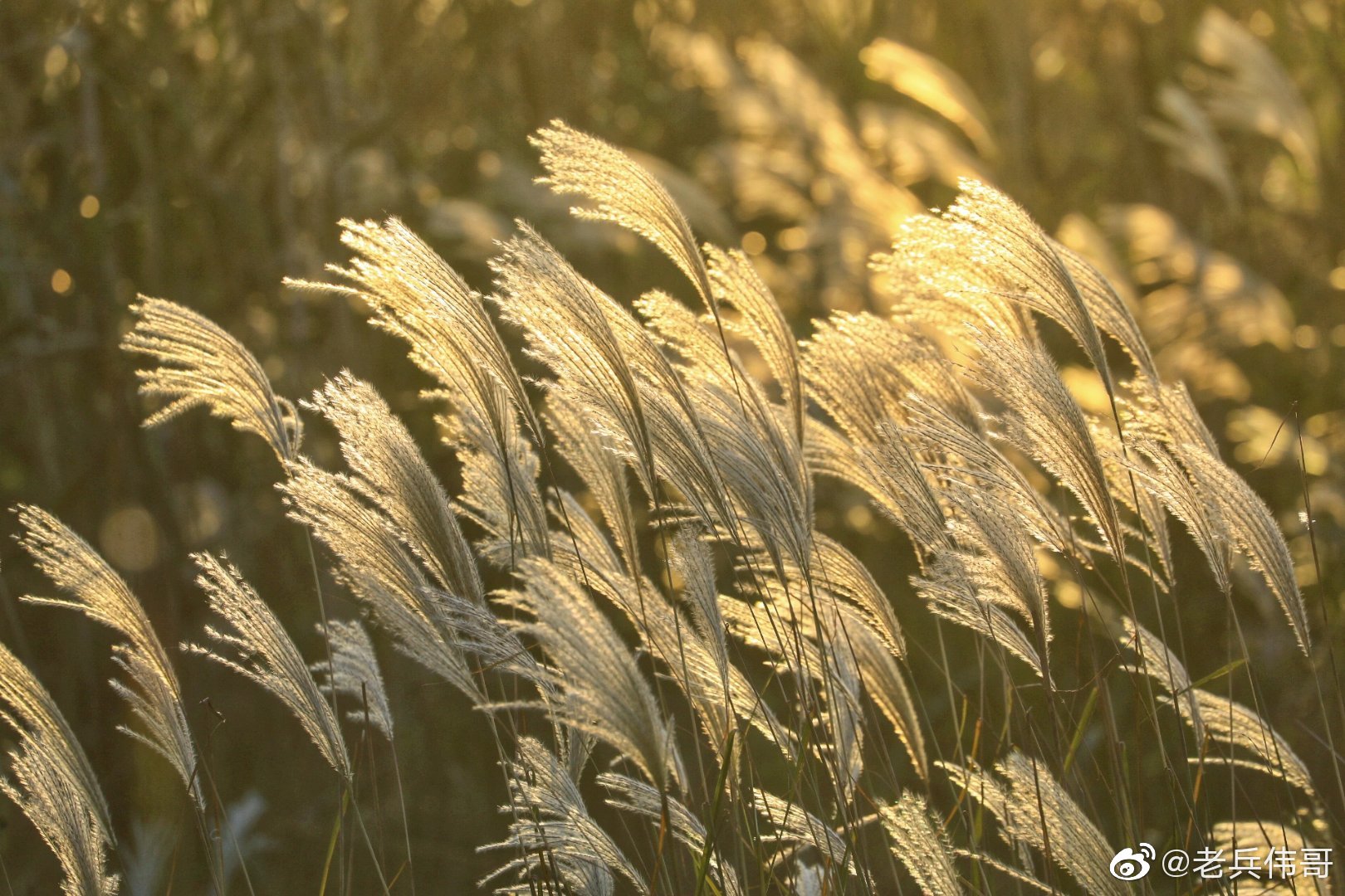 一阵风吹来,眼前芦花似飞似舞,就像仙翁道长手里的毛掸子……_高清