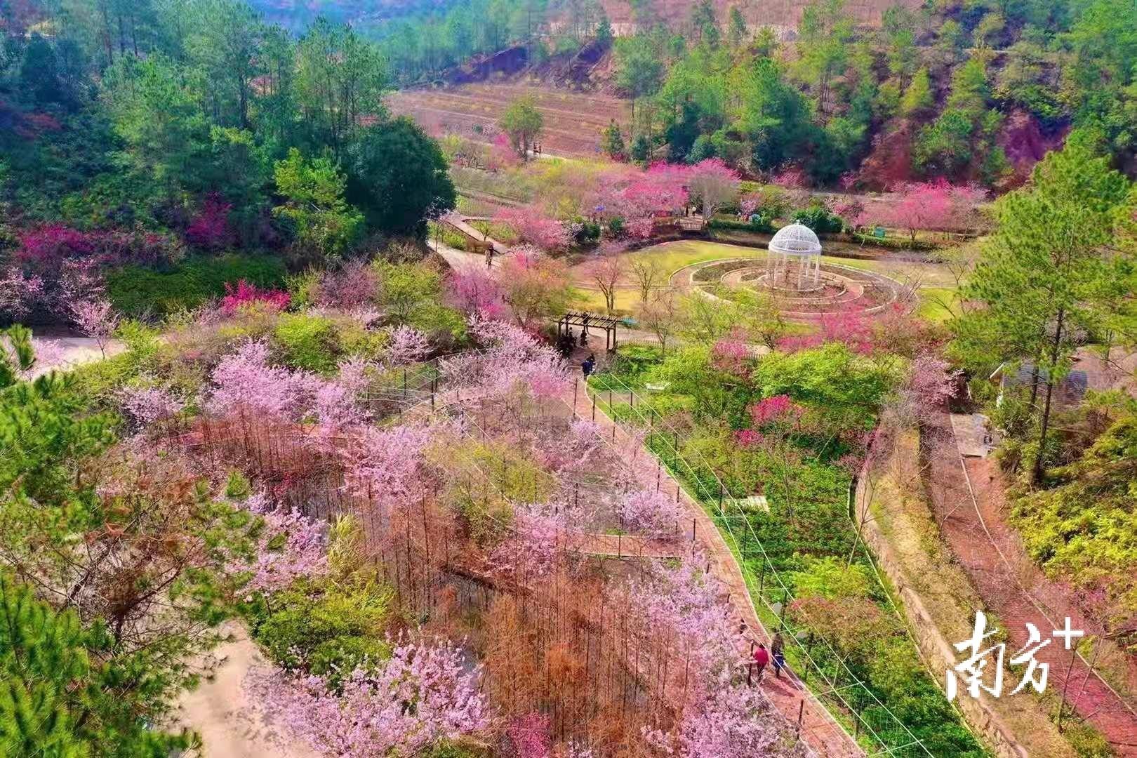 莫负花期梅州城北镇的樱花迎冬怒放等你来赏