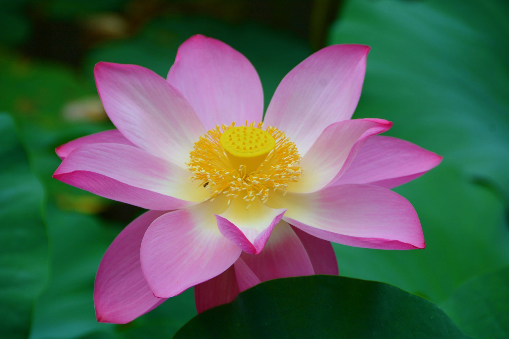 粉莲花原创拍摄