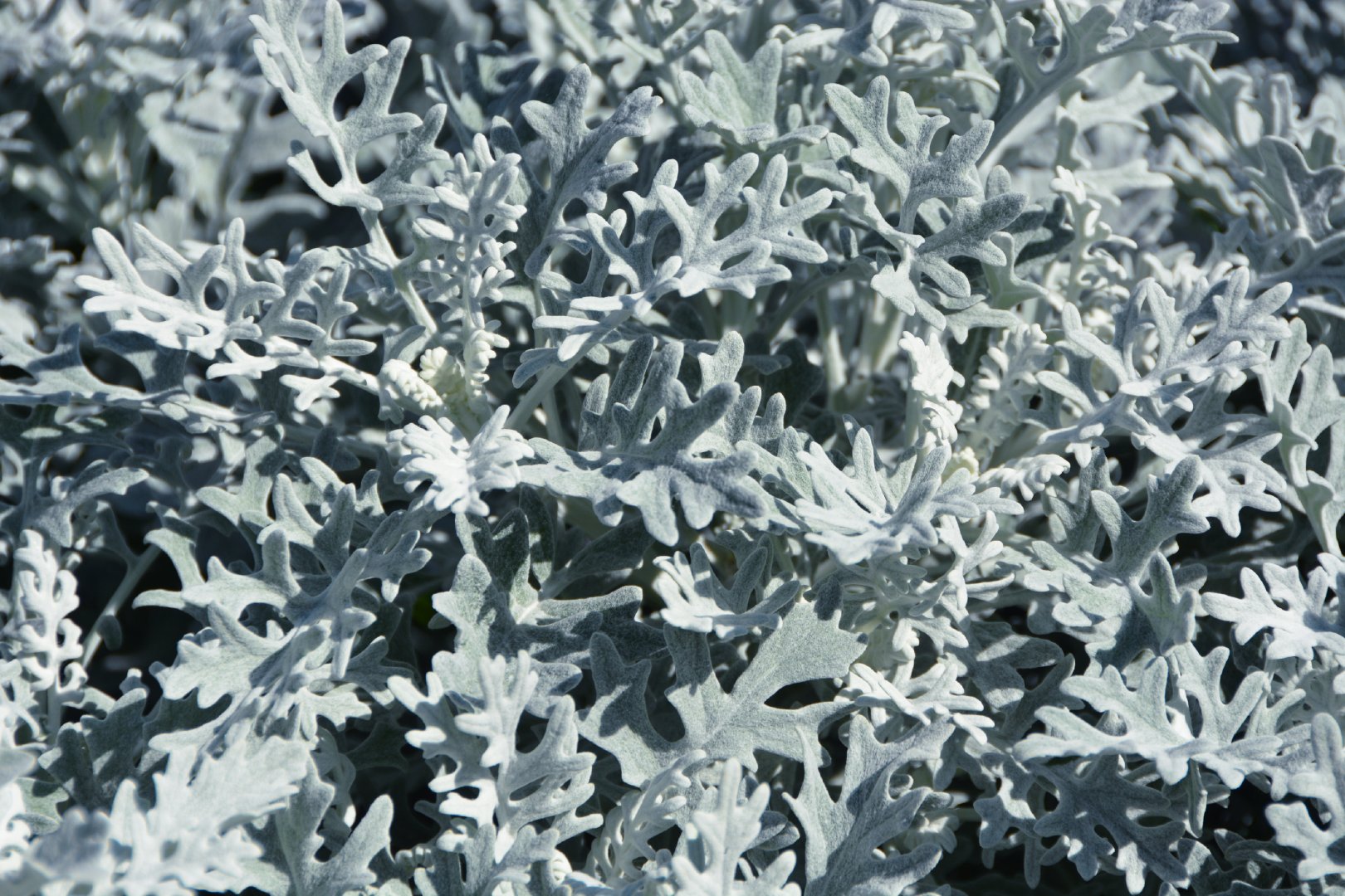 银叶菊的叶子很特别,原创拍摄_新浪新闻