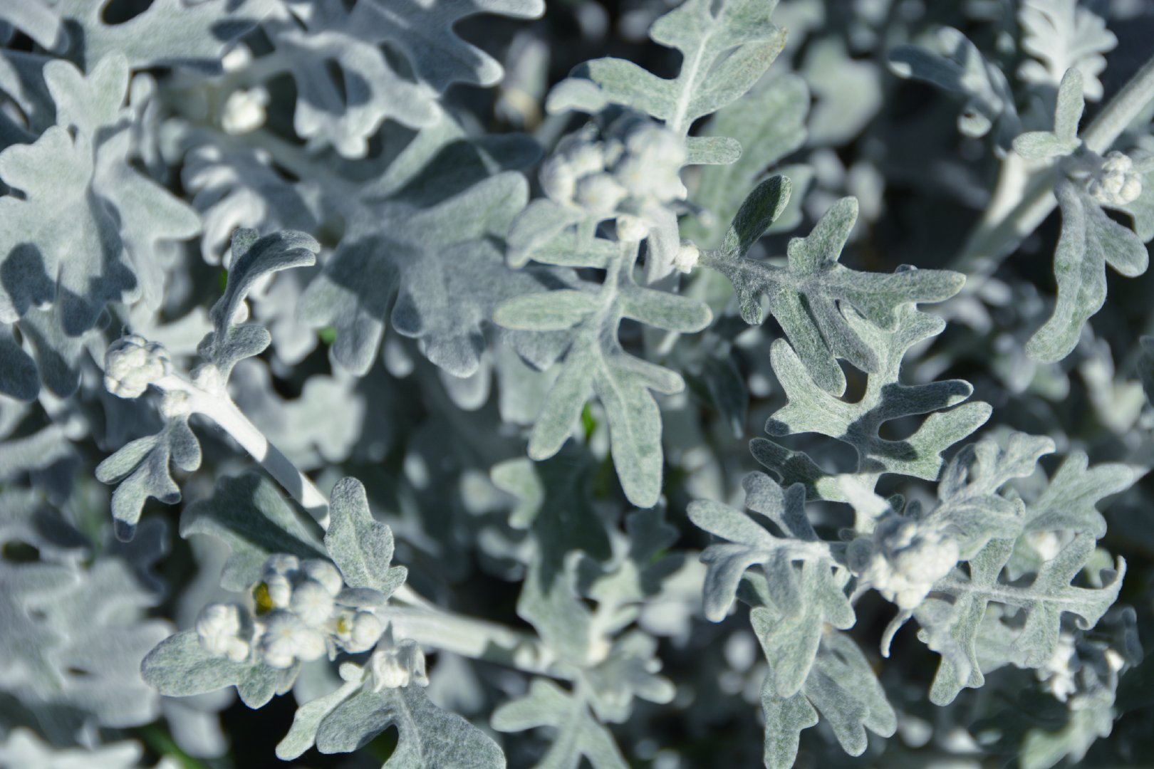 银叶菊的叶子很特别,原创拍摄_新浪新闻