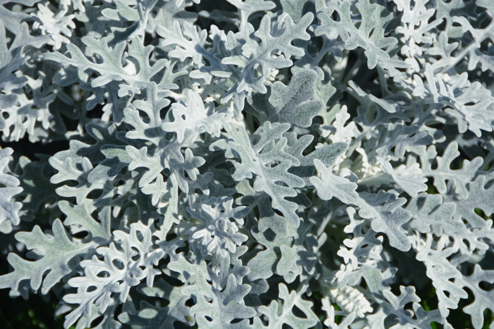 银叶菊的叶子很特别,原创拍摄_新浪新闻