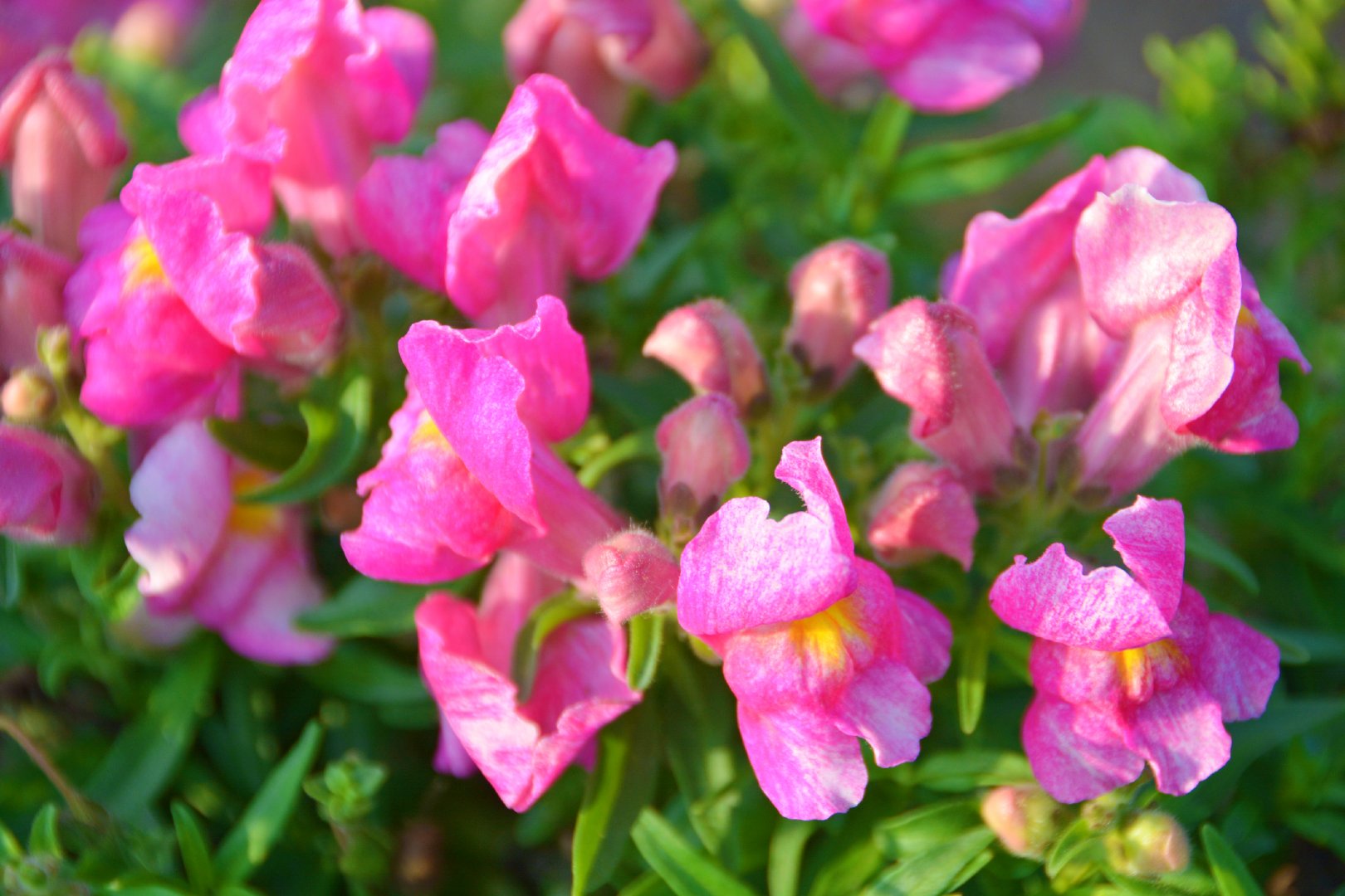 颜色鲜艳的金鱼草,原创拍摄|金鱼草|原创|拍摄_新浪新闻