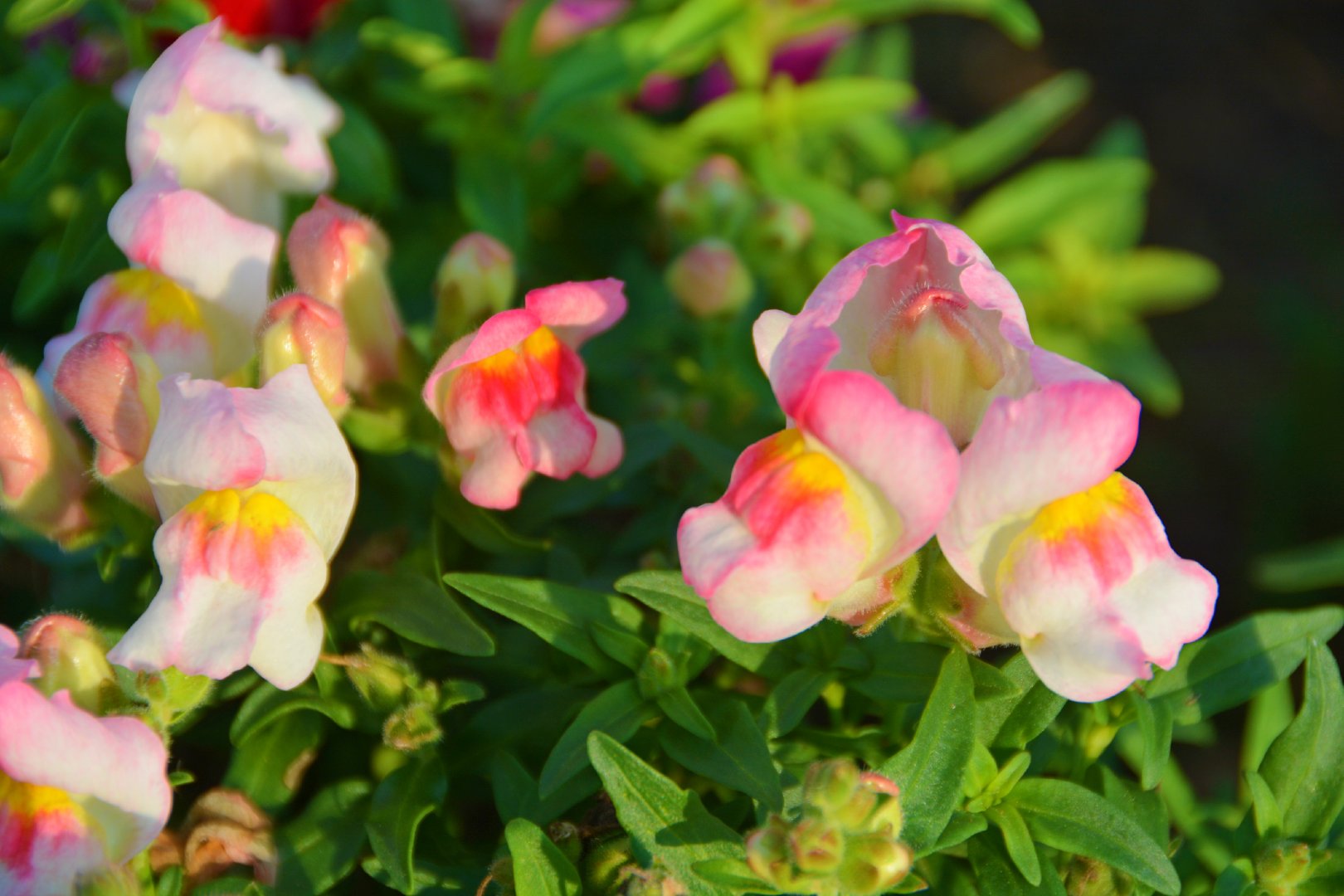 颜色鲜艳的金鱼草,原创拍摄|金鱼草|原创|拍摄_新浪新闻