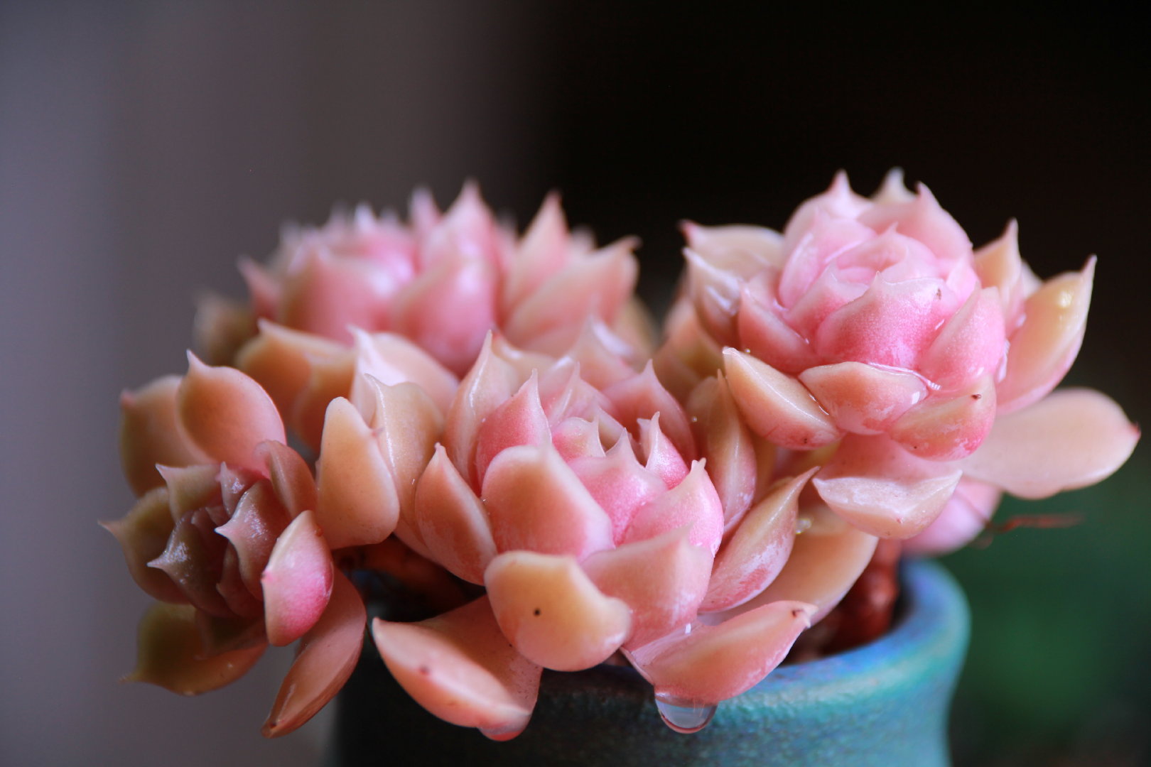 极致状态的昂斯诺