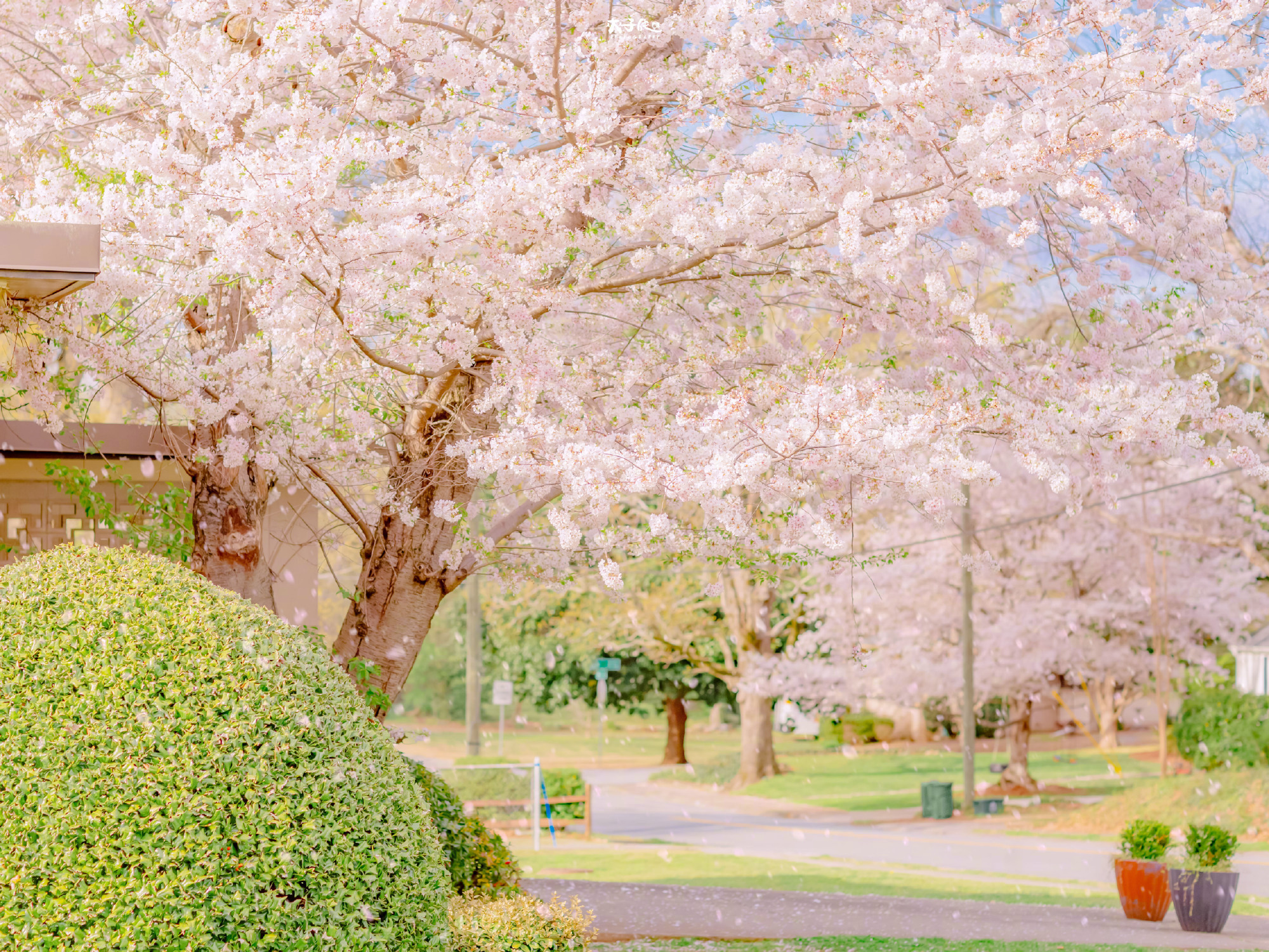 樱花壁纸43ipadwallpaper