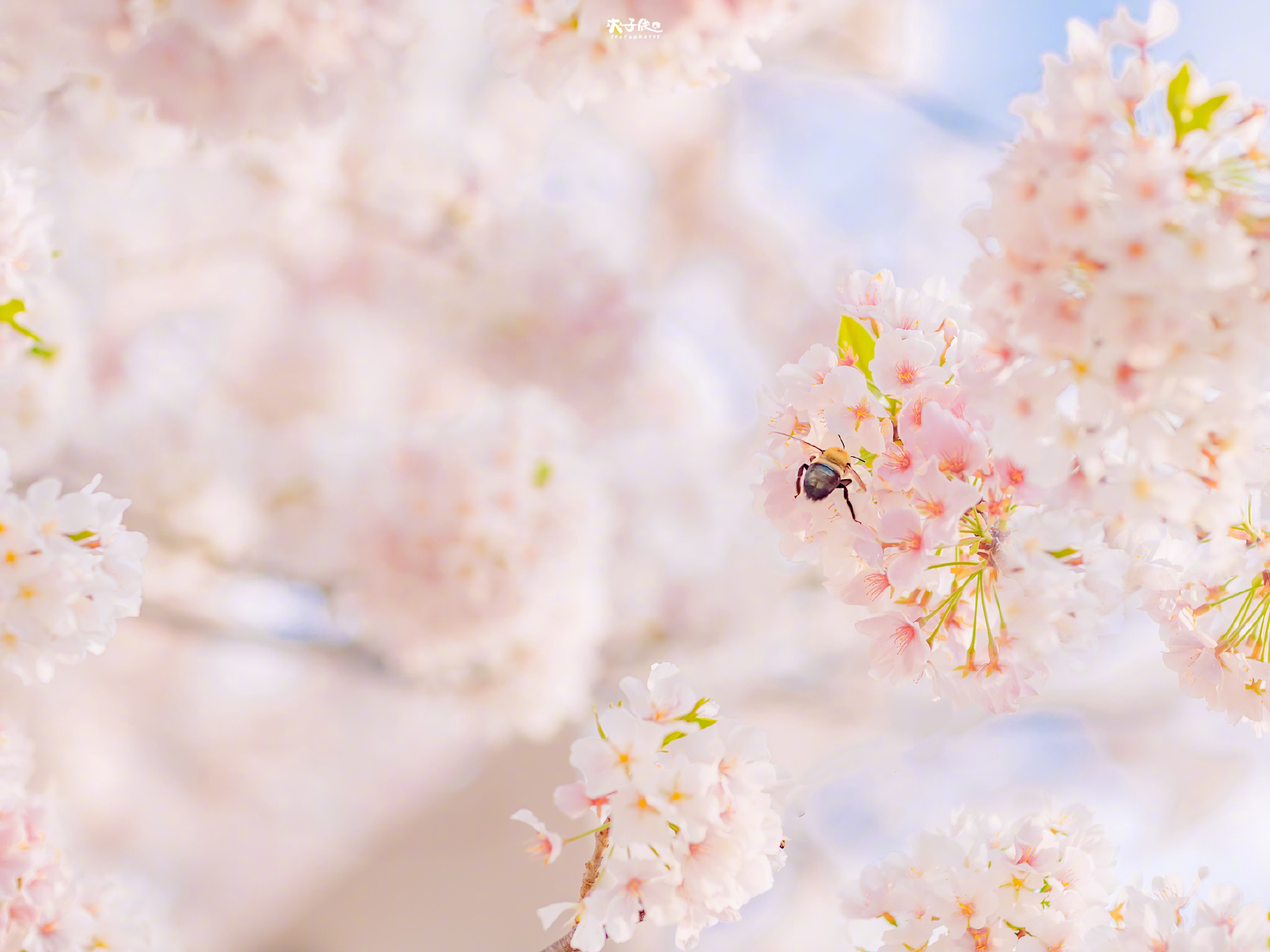 樱花壁纸43ipadwallpaper