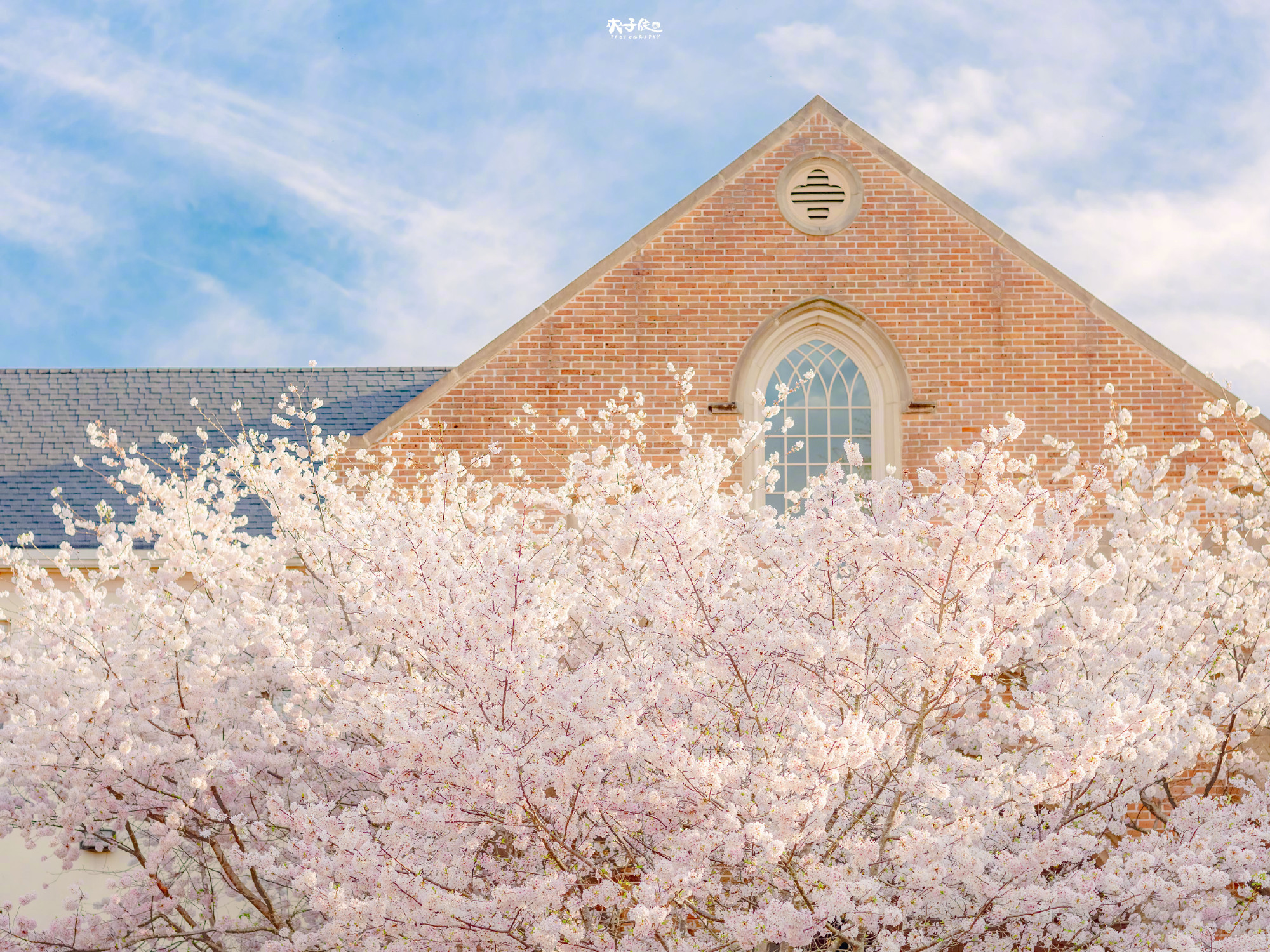 樱花壁纸43ipadwallpaper