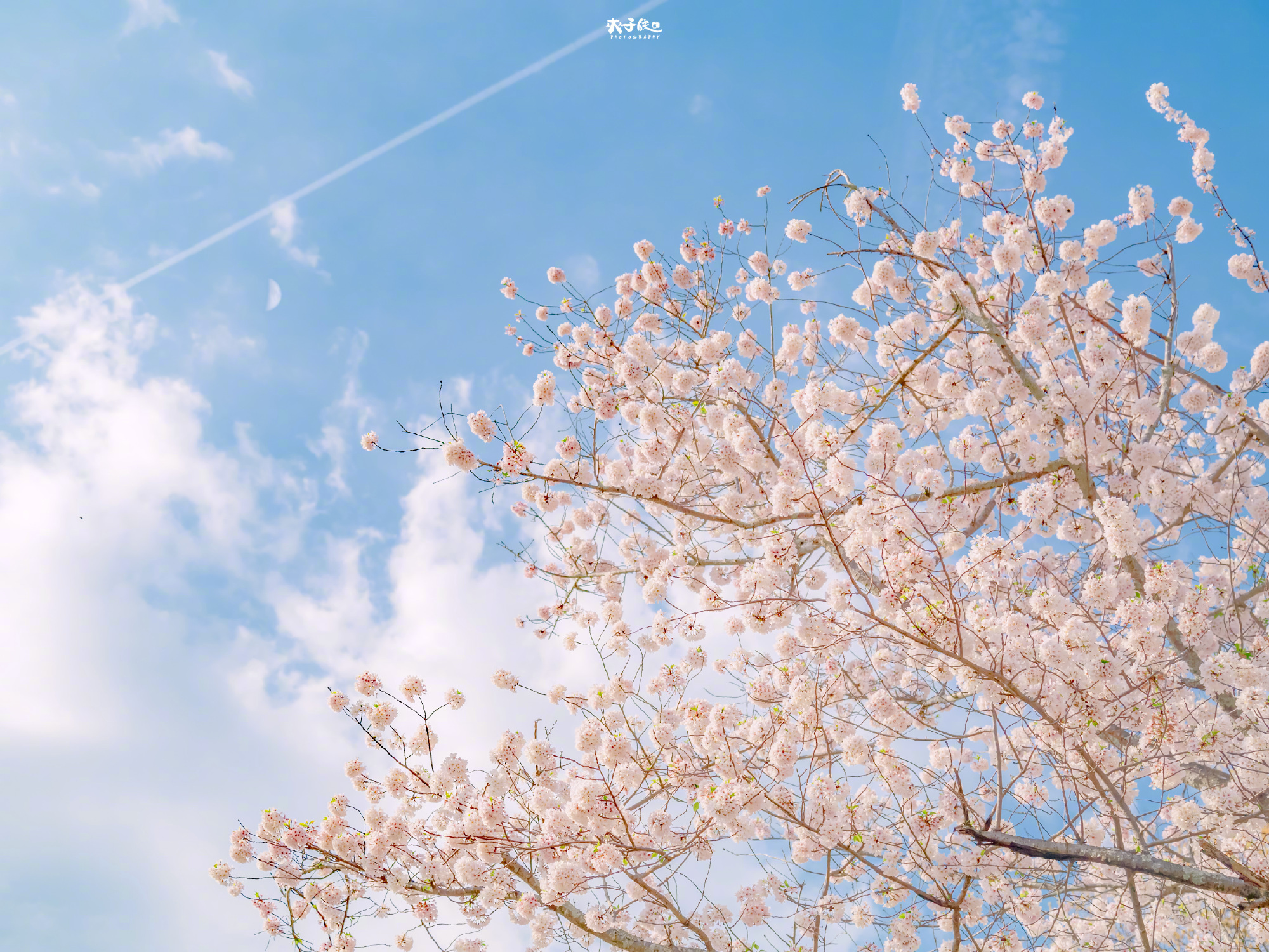 樱花壁纸43ipadwallpaper