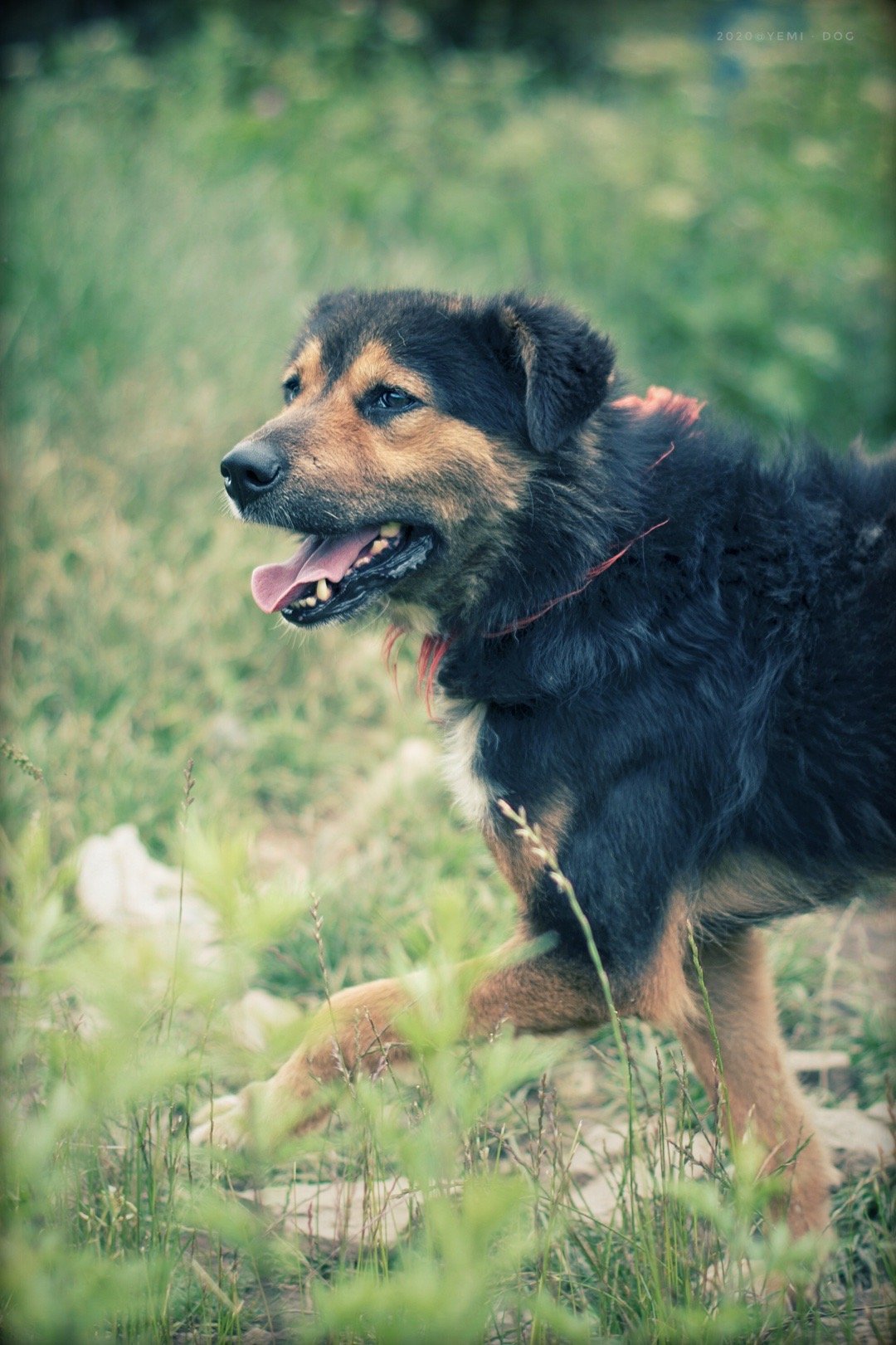 三千公尺的藏犬