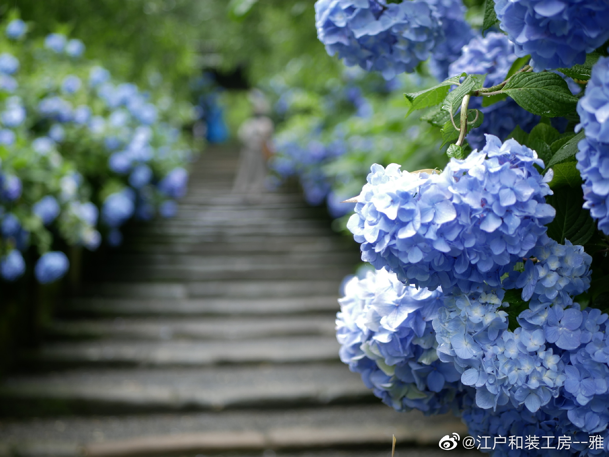 夏日镰仓 也是紫阳花的天堂