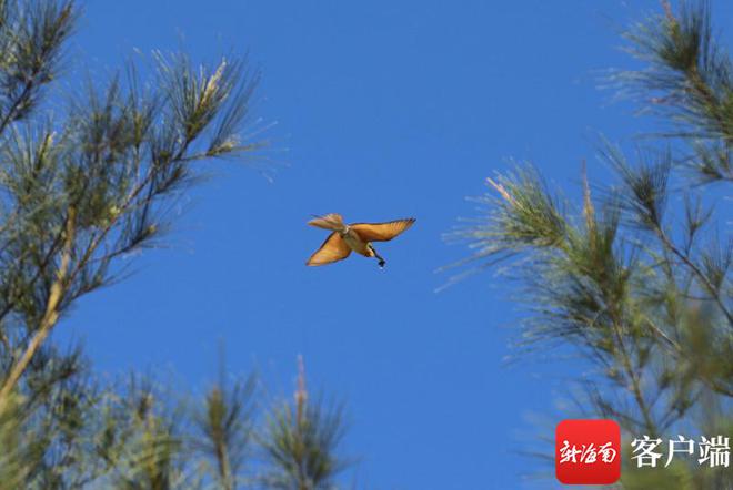 万宁首次发现栗喉蜂虎栖息 环岛旅游公路为"靓鸟"繁衍让步