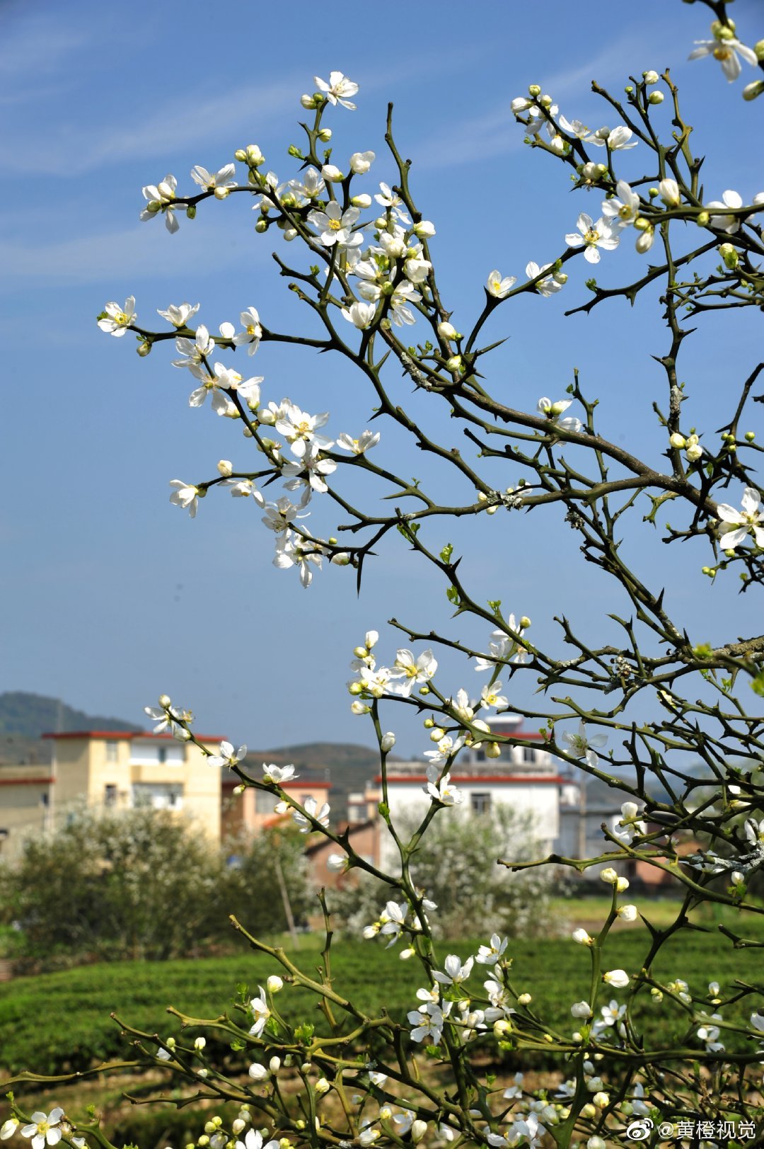 村民说,枳实花最美的花期在两周前.我觉得,有缘相见就是最美的.