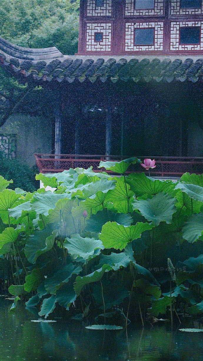 苏州留园,雨季风荷