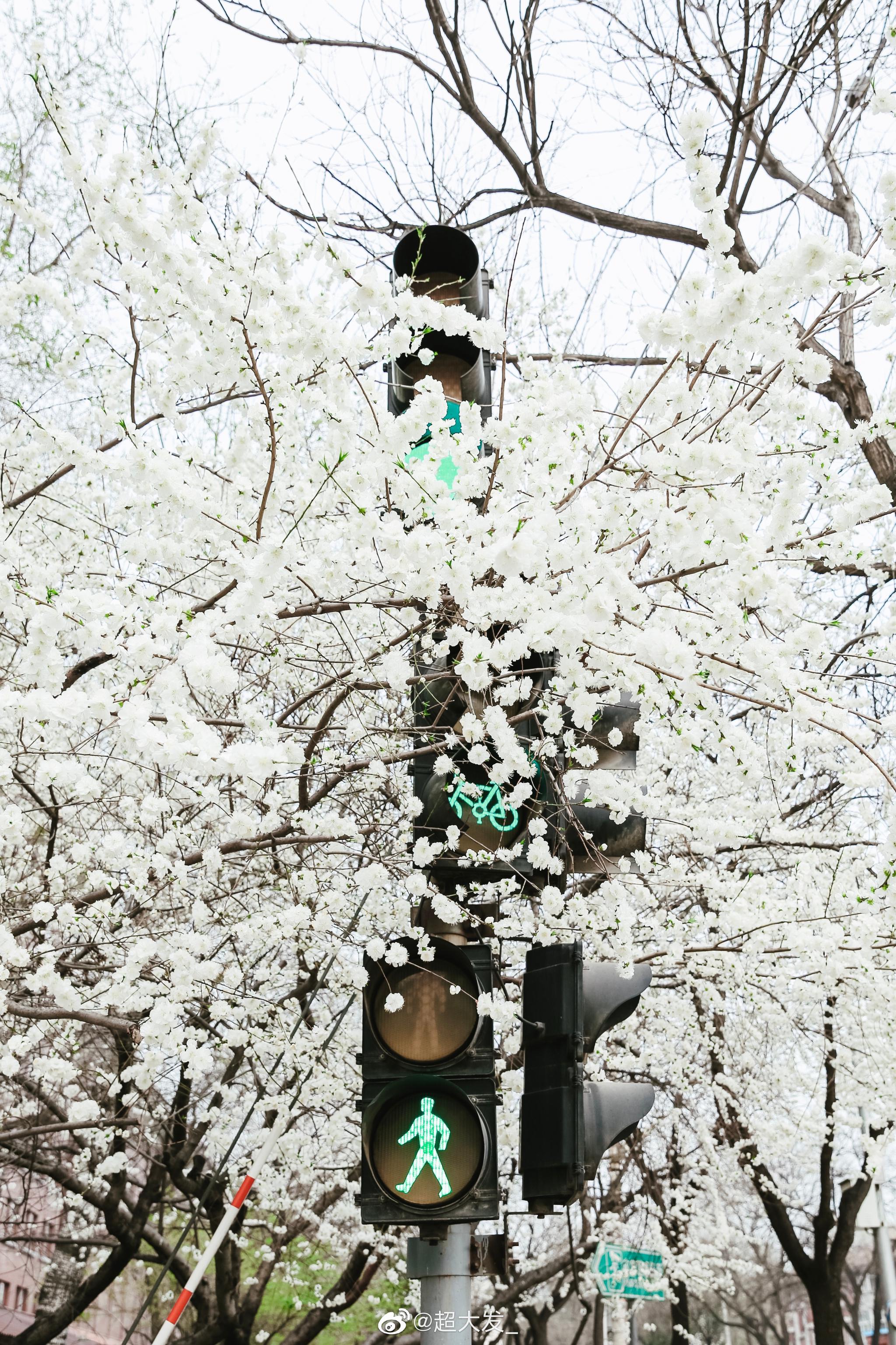 偶遇一棵梨花树