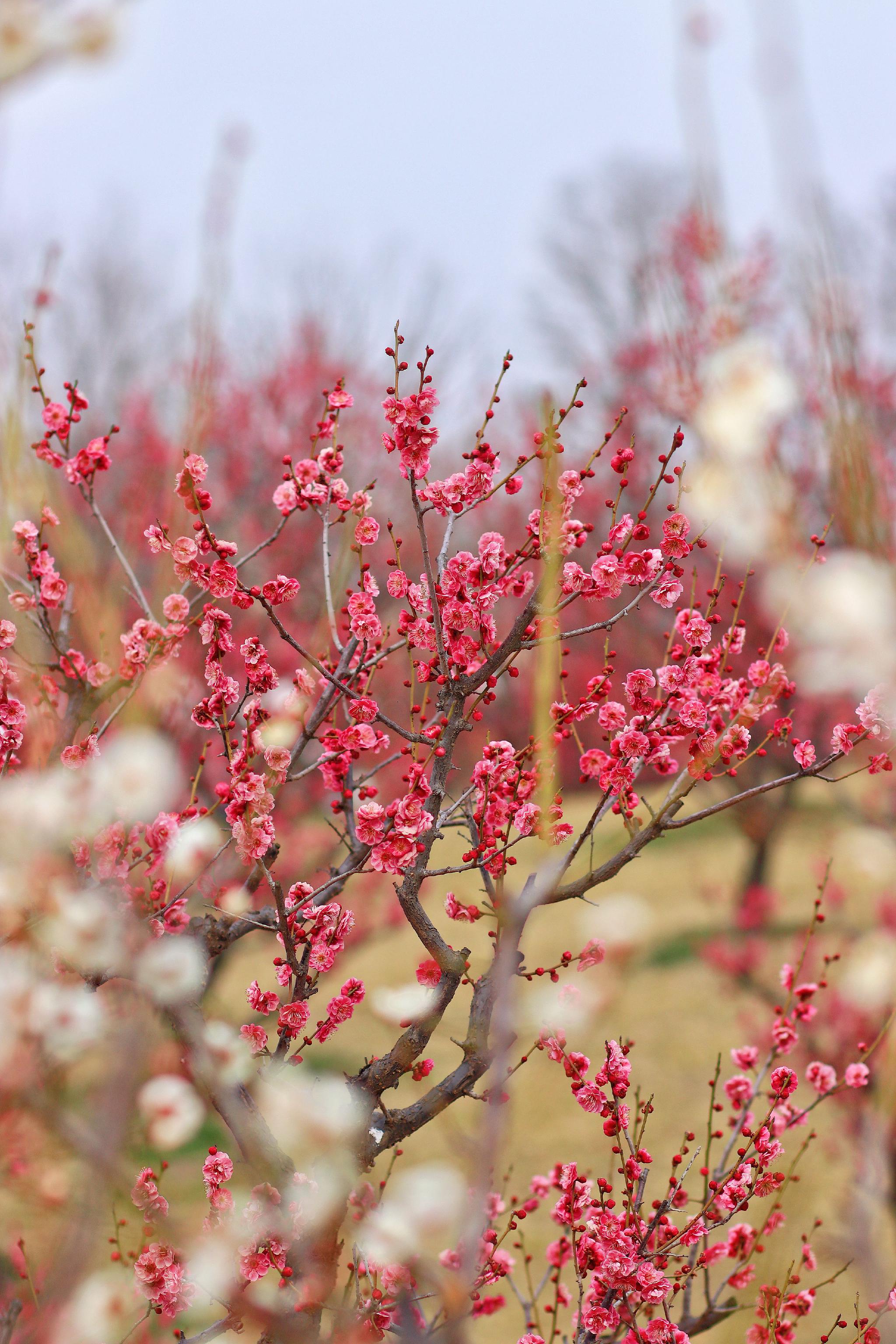 长安唐村梅园的梅花正是观赏期