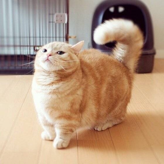 674/ 6小短腿猫!    675/ 6小短腿猫!    676/ 6小短腿猫!