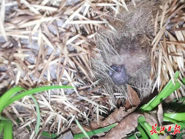 网友在小邻通爆料校园里发现一窝刺猬