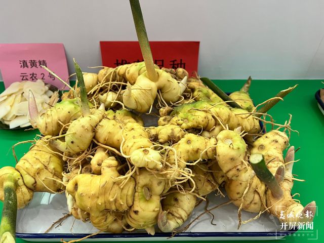滇黄精口感更佳!云南省农科院推介药用植物科技成果|中药材|绿色|种苗|品种_新浪新闻