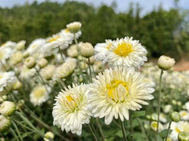 肇庆绝美“冬装”惊艳上线！错过了，就得再等一年……休闲区蓝鸢梦想 - Www.slyday.coM