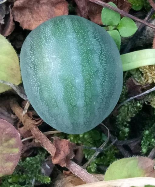 男子野外发现小西瓜，想摘下一口吃掉，看到西瓜背面不淡定了休闲区蓝鸢梦想 - Www.slyday.coM