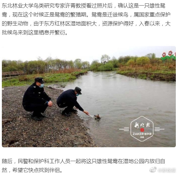 落单鸳鸯 寻爱 误入民宅森警助其回归自然 落单鸳鸯 寻爱 误入民宅森警助其回归自然