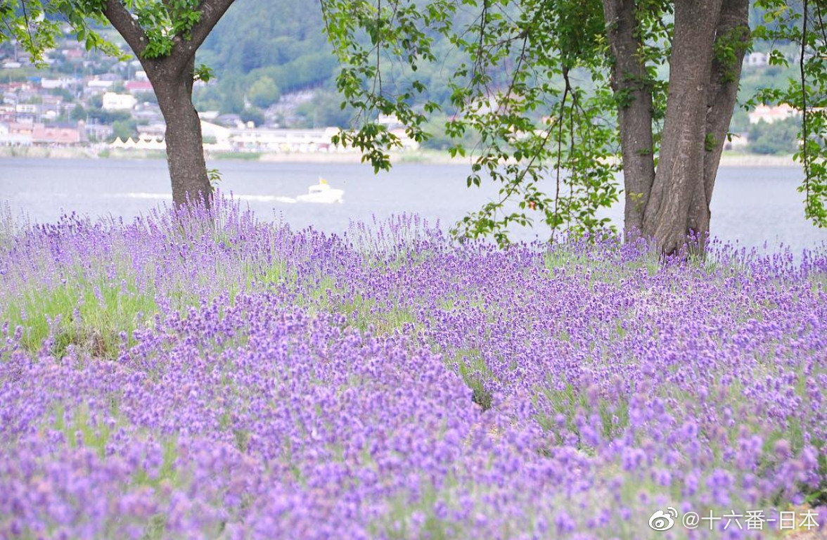 河口湖八木崎公园