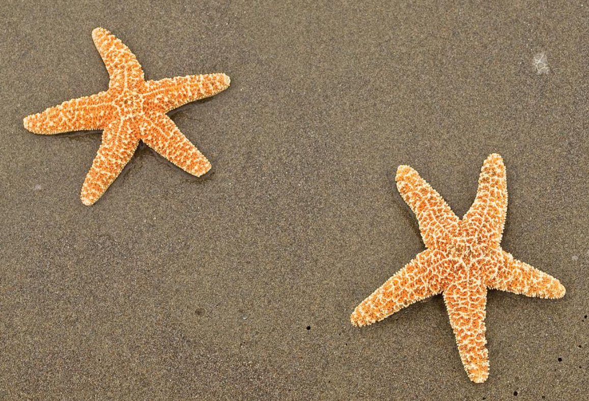 1天1条船能捞四五千斤青岛胶州湾海星泛滥撕成几块也能复活